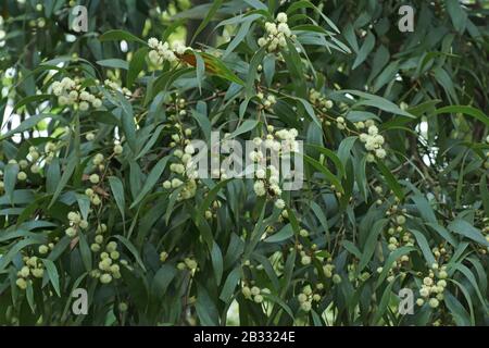 Melanoxylon di acacia Foto Stock