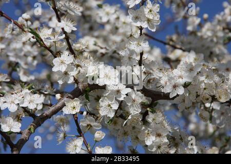 Fiori bianchi di fioritura Sour Cherry Tree Prunus Cerasus verso il cielo blu nella stagione primaverile close up infiorescenza sognante con sfondo sfocato Foto Stock