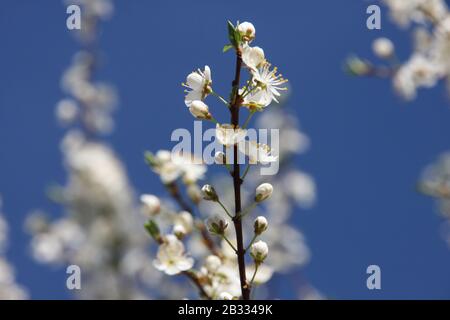 Fiori bianchi di fioritura Sour Cherry Tree Prunus Cerasus verso il cielo blu nella stagione primaverile close up infiorescenza sognante con sfondo sfocato Foto Stock