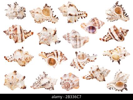 set di conchiglie leggere di lumache di mare isolato su sfondo bianco Foto Stock