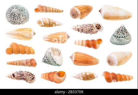 set di varie lumache di mare isolato su sfondo bianco Foto Stock