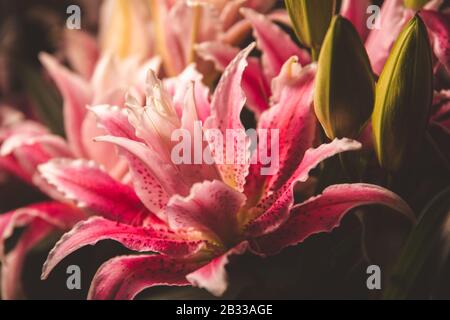 stella rosa gazzer giglio fiore d'autunno Foto Stock