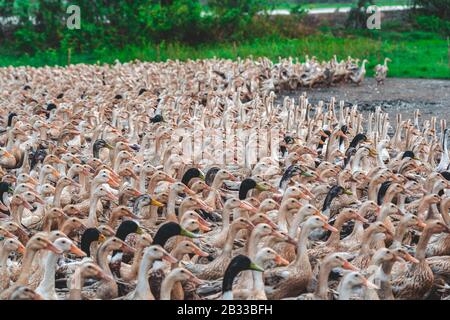 Molte anatre in vietnam, concetto di azienda agricola industriale Foto Stock