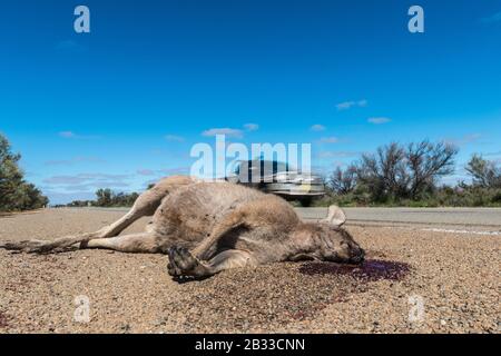 Foto a basso angolo di canguro Road kill su strada in Outback Australia. Foto Stock
