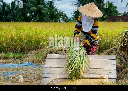 Lavoratore balinese con cappello di bambù cura il suo campo di riso Foto Stock