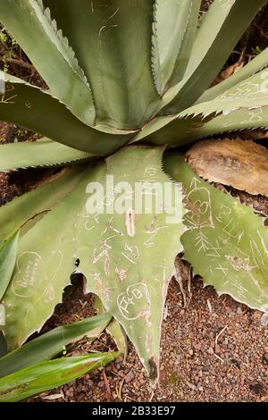 Pianta di Aloe vera con iniziali scolpite nelle foglie nei Giardini Botanici, a Gran Canaria, Gran Canarie, Spagna. Foto Stock