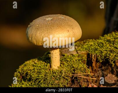 singolo fungo cremoso bianco che cresce dal muschio su un moncone, particolare Foto Stock