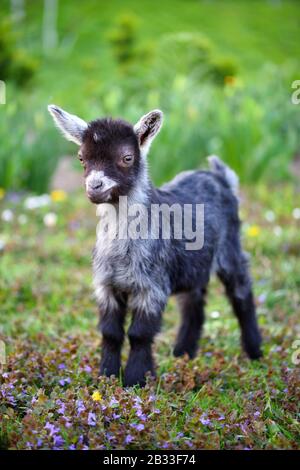 Un bambino carino capra in piedi sul prato verde Foto Stock