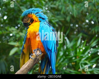 PRIMO PIANO DI PARROT COLORATO Foto Stock