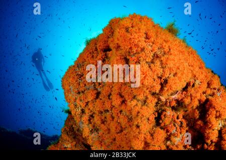 Anemone giallo grappolo, Parazoanthus axinellae, Coralreef e sub, Tamariu, Costa Brava, Spagna, Mar Mediterraneo, MR Foto Stock