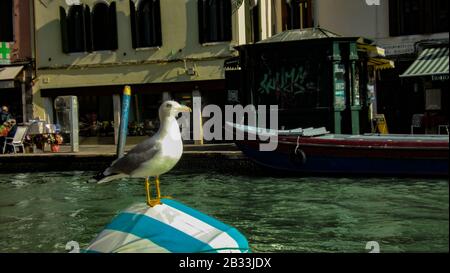 Seagull arroccato a Venezia Foto Stock