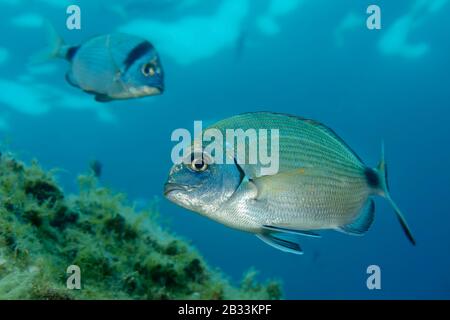 Orata anulare di mare, Diplodus anularis, e in background, Due orate di mare banded, Diplodus vulgaris, Tamariu, Costa Brava, Spagna, Mar Mediterraneo Foto Stock