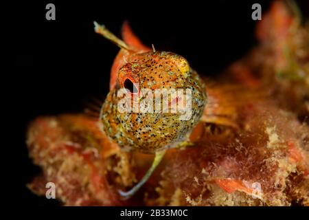 Blenny, Tripterygion delaisi, ritratto di donne, Tamariu, Costa Brava, Spagna, Mar Mediterraneo Foto Stock