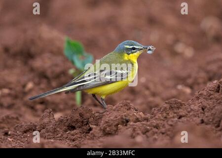 Wagtail giallo occidentale con testa blu (Motacilla flava) Foto Stock