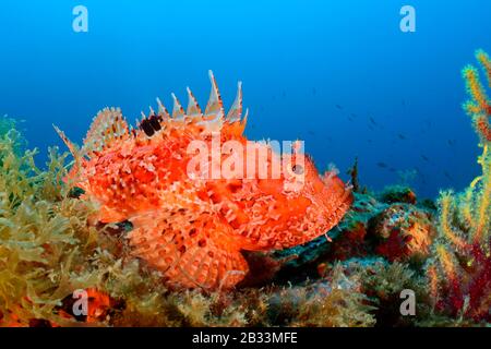 Scorfano Rosso, Scorpaena Scrofa, Tamariu, Costa Brava, Spagna, Mar Mediterraneo Foto Stock