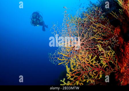 Stella baskat mediterranea, Astrospartus mediterranea, seduta su Paramuricea clavata, subacqueo, Tamariu, Costa Brava, Spagna, Mar Mediterraneo, MR Foto Stock