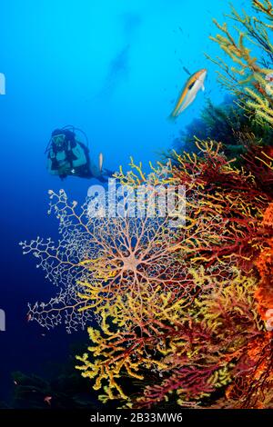 Stella baskat mediterranea, Astrospartus mediterranea, seduta su Paramuricea clavata, subacqueo, Tamariu, Costa Brava, Spagna, Mar Mediterraneo, MR Foto Stock