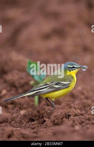 Wagtail giallo occidentale con testa blu (Motacilla flava) Foto Stock
