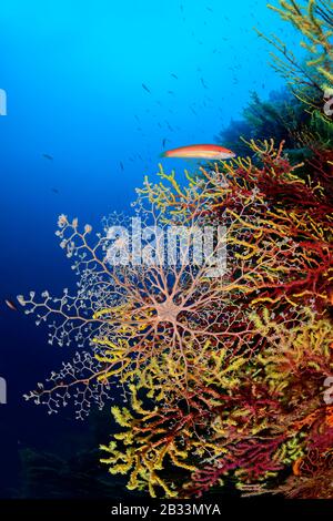 Stella baskat mediterranea, Astrospartus mediterranea, su gorgonian variabile, Paramuricea clavata, Tamariu, Costa Brava, Spagna, Mar Mediterraneo Foto Stock