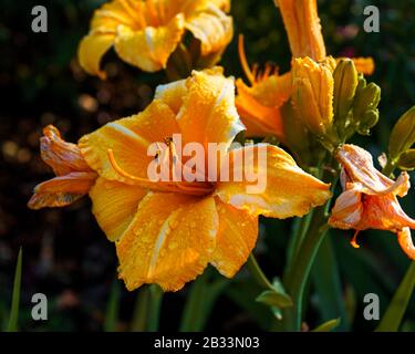 Macro scatto di bei fiori di giglio giallo o fiori di lilly Foto Stock