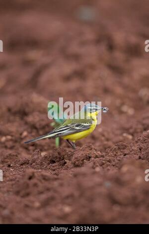 Wagtail giallo occidentale con testa blu (Motacilla flava) Foto Stock
