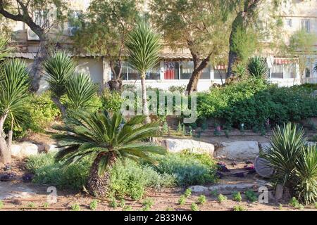 In un clima tropicale, piante e fiori in città sono annacquati con un sistema di irrigazione a goccia Foto Stock