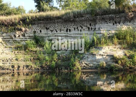 Uccelli case cigni nidi dalla riva del fiume collina natura selvaggia paesaggio estate verde erba e sabbia riflessione in specchio acqua Foto Stock