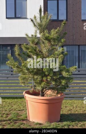 Pianta di pino europeo piantata in una grande pentola di plastica e montata su un prato vicino alla casa della città Foto Stock