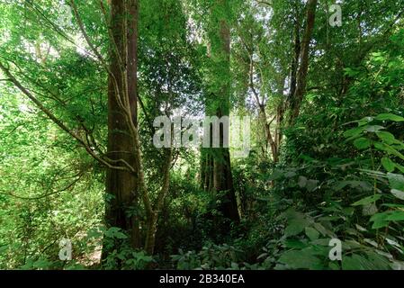 La principale foresta pluviale dei Monti Usambara Foto Stock