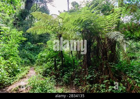 La principale foresta pluviale dei Monti Usambara Foto Stock