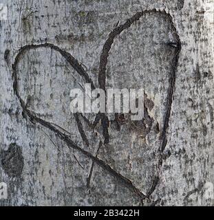 Su un tronco di un albero aspen con un coltello, un cuore d'amore e lettere sono scolpite Foto Stock