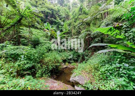 La principale foresta pluviale dei Monti Usambara Foto Stock