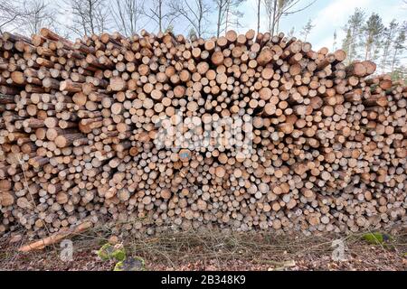 Primo piano di un enorme mucchio di legno nella foresta con tronchi di alberi felld a causa di infestazione peste. Visto vicino Norimberga in Baviera, Germania, nel mese di febbraio Foto Stock