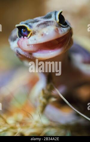 Gecko leopardo nel suo habitat naturale Foto Stock