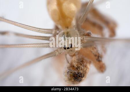 Ragno a cantina di lunga struttura, ragno a cantina di lunga struttura (Pholcus phalangioides), in rete con preda, Germania Foto Stock