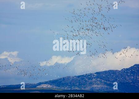 Pelicano bianco orientale (Pelecanus onocromalus), gruppo migrante, Turchia Foto Stock