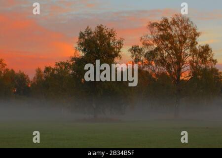 Alberi con colorazione autunnale e nebbia mattutina, Germania, Baviera Foto Stock