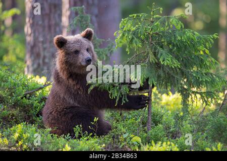 Orso bruno europeo (Ursus arctos arctos), bao cub giocare con il giovane abete rosso, Finlandia, Karelia, Suomussalmi Foto Stock