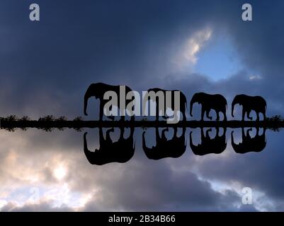 Elefante africano (Loxodonta africana), famiglia di elefanti si riflette in acqua durante il tempo tempestoso, composizione, Namibia Foto Stock