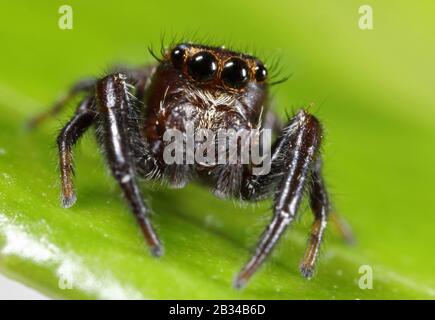 Ragno jumping (Macaroeris nidicolens), su una foglia, vista frontale, Germania Foto Stock