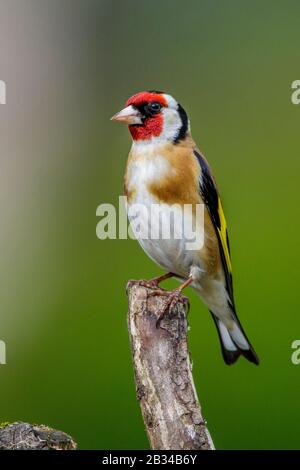 Oreficeria eurasiatica (Carduelis carduelis), perching su un belvedere, vista laterale, Germania, Baviera Foto Stock