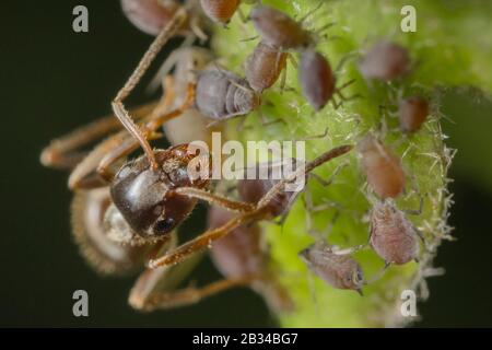 Formica nera, formica nera comune, formica giardino (Lasius niger), che guardia un gregge di afidi, Germania, Baviera, Niederbayern, Bassa Baviera Foto Stock