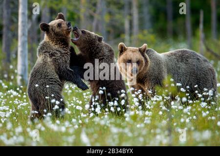 Orso bruno europeo (Ursus arctos artos), con due cuccioli di orso in un prato di cotone-erba, Finlandia, Karelia, Suomussalmi Foto Stock