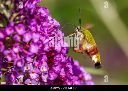 Falco-falco-falco-falco-borrato, falco-falco-borrato (Hemaris fuciformis, Haemorrhagia fuciformis), succhiando nettare su fiori di Buddleja, Germania, Baviera Foto Stock