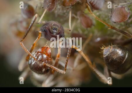 Formica nera, formica nera comune, formica giardino (Lasius niger), incoraggiando gli afidi a liberare la melata, Germania, Baviera, Niederbayern, bassa Baviera Foto Stock