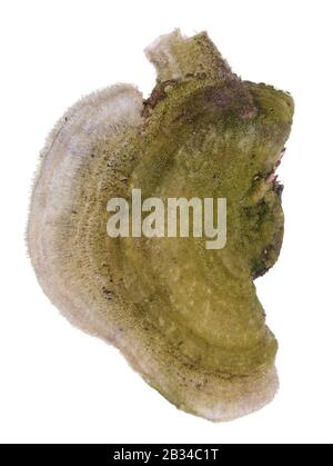 I funghi comuni europei dell'albero della foresta assomigliano ai polmoni rovinati fumando. Isolato su bianco studio macro Foto Stock