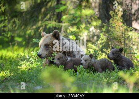 Orso bruno europeo (Ursus arctos artos), crescione con tre cuccioli di orso in un prato in una foresta, Finlandia, Karelia, Suomussalmi Foto Stock