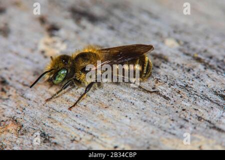 Ape murina blu (Osmia caverulescens), maschio, Germania Foto Stock