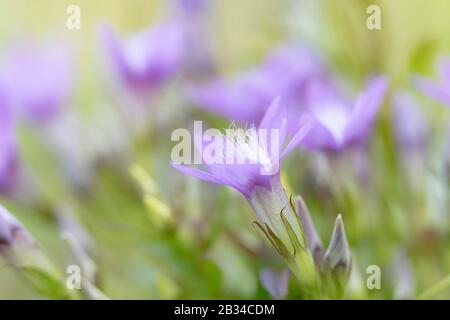 Tedesco gentile, Chiltern gentile (Gentiana germanica, Gentianella germanica), fiore, vista laterale, Germania, Baviera Foto Stock