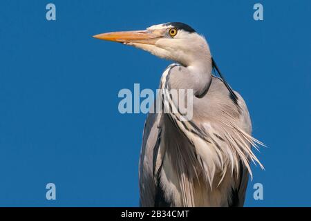 Airone cinerino (Ardea cinerea), ritratto, Germania, Bassa Sassonia Foto Stock